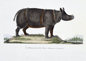 Natural History Plate: Zoologinen kartta, joka edustaa Jaavan sarvikuonoa (Rhinoceros Javanicus) - luonnontieteilijä Georges Louis Leclercin, Buffonin kreivin (1707 - 1788) "" Completely Works of Buffon" -kirjassa. Kaiverrus vuodelta 1837. tekijältä Georges Louis Leclerc