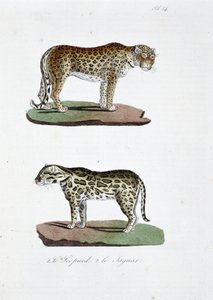 Luonnontieteellinen lautakunta: Eläintieteelliset lautakunnat, jotka edustavat 1. Leopardia ja 2. Le Jaguaria - luonnontieteilijä Georges Louis Leclercin, Buffonin kreivin (1707 - 1788) teoksessa "" Complete Works of Buffon"". Kaiverrus vuodelta 1837. tekijältä Georges Louis Leclerc