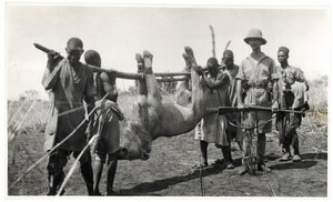 Leijona Bahr el Ghazalissa, Am Dafok, 1925 (gelatiinihopeaprintti) tekijältä Georges Marie Haardt