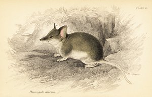 Tavallinen dunnart, Sminthopsis murina. ,1841 (kaiverrus) tekijältä Georges Robert Waterhouse