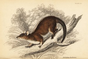 Derbyn villainen opossumi, Caluromys derbianus. ,1841 (kaiverrus)
