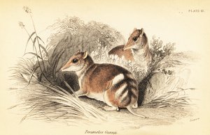 Itämäinen bandicoot, Perameles gunnii., 1841 (kaiverrus)