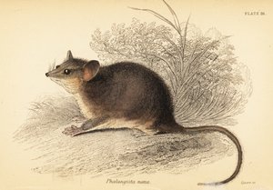 Itäinen pygmy possum, Cercartetus nanus., 1841 (kaiverrus)