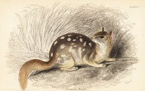 Itäinen quoll, Dasyurus pesukarhu. Uhanalainen. ,1841 (kaiverrus)