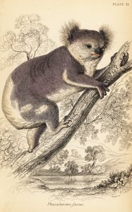 Koala, Phascolarctos cinereus., 1841 (kaiverrus) tekijältä Georges Robert Waterhouse