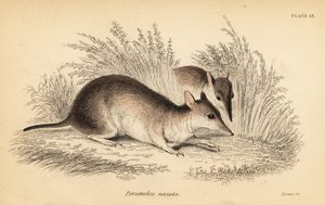 Pitkäkärkinen bandicoot, Perameles nasuta., 1841 (kaiverrus)