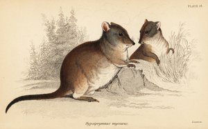 Pitkänokkainen potoroo, Potorous tridactylus tridactylus.,1841 (kaiverrus)