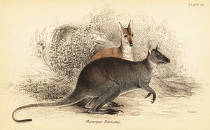 Punakaulainen wallaby, Macropus rufogriseus. ,1841 (kaiverrus) tekijältä Georges Robert Waterhouse