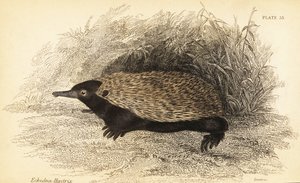Lyhytnokkainen echidna, Tachyglossus aculeatus., 1841 (kaiverrus) tekijältä Georges Robert Waterhouse