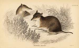 Eteläinen ruskea bandicoot, Isoodon obesulus. Uhanalainen. ,1841 (kaiverrus) tekijältä Georges Robert Waterhouse