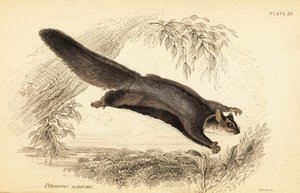 Oravaliito, Petaurus norfolcensis., 1841 (kaiverrus) tekijältä Georges Robert Waterhouse