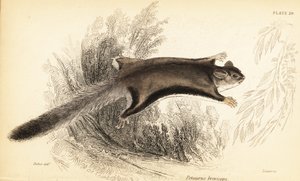 Sokeriliito, Petaurus breviceps., 1841 (kaiverrus)