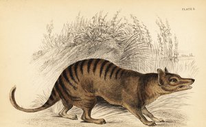 Tasmanian tiikeri, Thylacinus cynocephalus. Sukupuuttoon kuollut. ,1841 (kaiverrus)