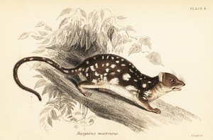 Tiger quoll, Dasyurus maculatus., 1841 (kaiverrus)