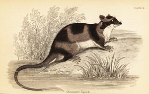 Vesiopossumi tai yapok, Chironectes minimus. ,1841 (kaiverrus)