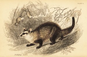 Valkokorvainen opossumi, Didelphis albiventris. ,1841 (kaiverrus)