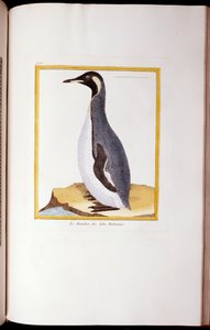 Pingviini, Falklandinsaaret, "Lintujen luonnonhistoriasta", 1770-86