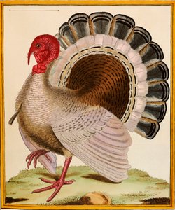 Turkki, "Histoire Nouvelles des Oiseaux", 1771-86
