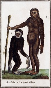 Jocko, simpanssi tai gibbon, piirros Histoire naturellesta, Georges-Louis Leclerc Buffonin kreivi (1707-1788), akvarellikaiverrus
