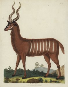 Raidallinen antilooppi