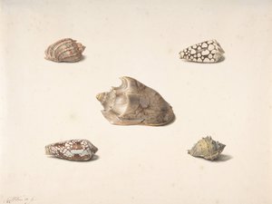 Five Shells, n.d. tekijältä Georgius Jacobus Johannes van Os