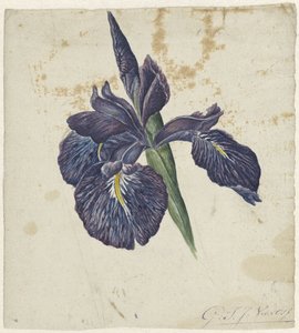 Iiris