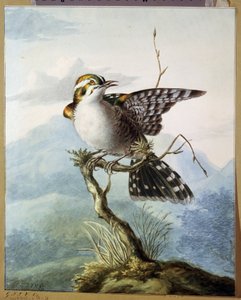 ""Pieni lintu"" (Pieni lintu) Georgius Jacobus Johannes van Osin (1782-1861) akvarelli 1798 Pushkin-museo, Moskova tekijältä Georgius Jacobus Johannes van Os