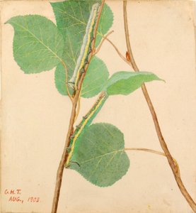 Peiliselkäinen toukka..., 1900-luvun alku.