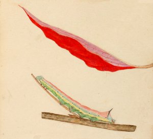Peiliselkäinen toukka..., 1900-luvun alku.