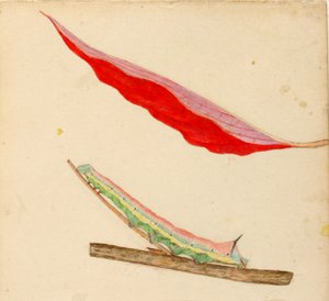 "Mirror-Back"-toukka, tutkimus kirjaa varten Concealing Coloration in the Animal Kingdom varten