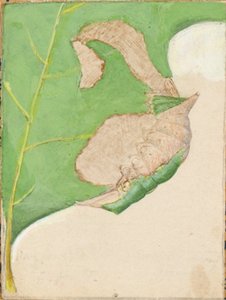 Oak Leaf Edge Caterpillar..., 1900-luvun alku.