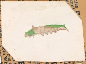 Oak Leaf Edge Caterpillar, opinnäytetyö kirjaa varten Concealing Coloration in the Animal Kingdom varten.