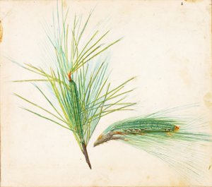 Pine-Tuft Caterpillar..., 1900-luvun alku.
