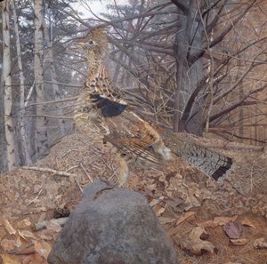 Uros riekko metsässä, 1907-08 tekijältä Gerald Thayer