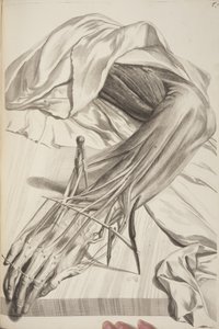 Govard Bidloo, ihmiskehon anatomia, 1685