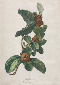 Viljelty mispeli (Mespilus germanica)