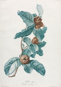 Viljelty mispeli Mespilus germanica, n. 1800.