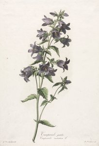 Luonnosta vedetyt kukat: Kellokukka, n. 1800. tekijältä Gerard van Spaendonck