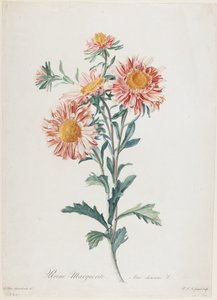 Reine-Marguerite, Fleurs Dessinees d