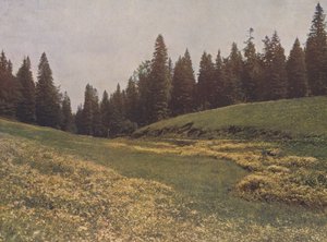 Niitty Feldbergillä, Schwarzwald, Saksa (värikuva) tekijältä German Photographer