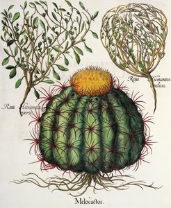 1.Melocactus; 2.Rosa Hiericontea 3. Rosa Hiericontea, Basil Beslerin (1561-1629) Hortus Eystettensisistä, pub. 1613 tekijältä German School