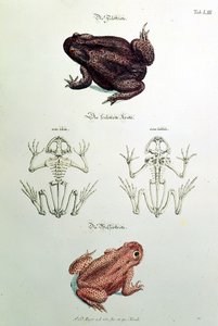 460 fol.1 rupikonnat, levy LIII julkaisusta "Miellyttävä ja hyödyllinen ajanviete", kirjoittanut Johann Daniel Meyer, Nürnberg tekijältä German School