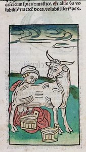 Lehmää lypsävä piika, 1491 (värillinen puupiirros) tekijältä German School
