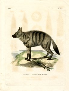 Aardwolf (värillinen kaiverrus) tekijältä German School