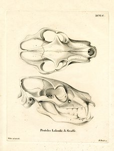 Aardwolf Skull (värillinen kaiverrus) tekijältä German School