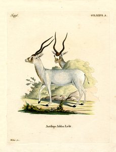 Addax Antelope (värillinen kaiverrus) tekijältä German School