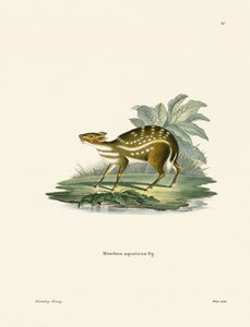 Afrikkalainen Chevrotain (värillinen kaiverrus) tekijältä German School