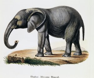 Afrikkalainen norsu (Elephas africanus), nisäkkäistä kuvitettu luonnosta kuvauksin, Johann Christian Daniel von Schreber (1739-1810), kaiverrus IC Bock A Fleischmannin, Saksan piirtämisen jälkeen tekijältä German School