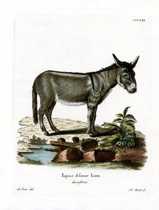African Wild Ass (värillinen kaiverrus) tekijältä German School