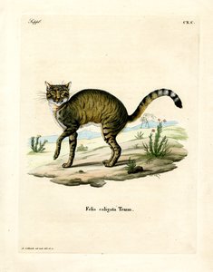 African Wildcat (värillinen kaiverrus) tekijältä German School